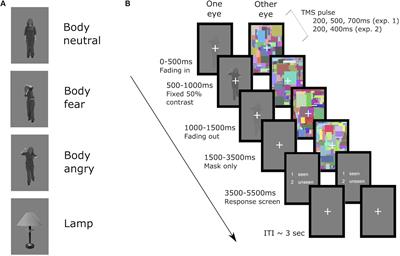 The Influence of Conscious and Unconscious Body Threat Expressions on Motor Evoked Potentials Studied With Continuous Flash Suppression